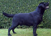 Rob-Roy , Reserve Best In Exhibition !!!