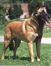 Anjing Belgian Malinois