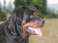 Rottweiler Von SKR