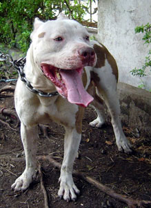 BodyGuard Pit Bull Kennel