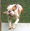 English Bulldog Pertama Indonesia Lulus Anjing Sahabat