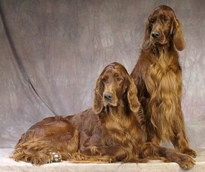 Anjing Irish Setter