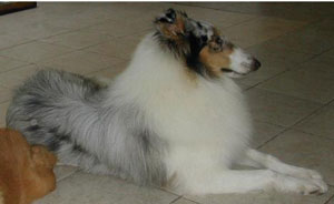 Anjing Rough Collie