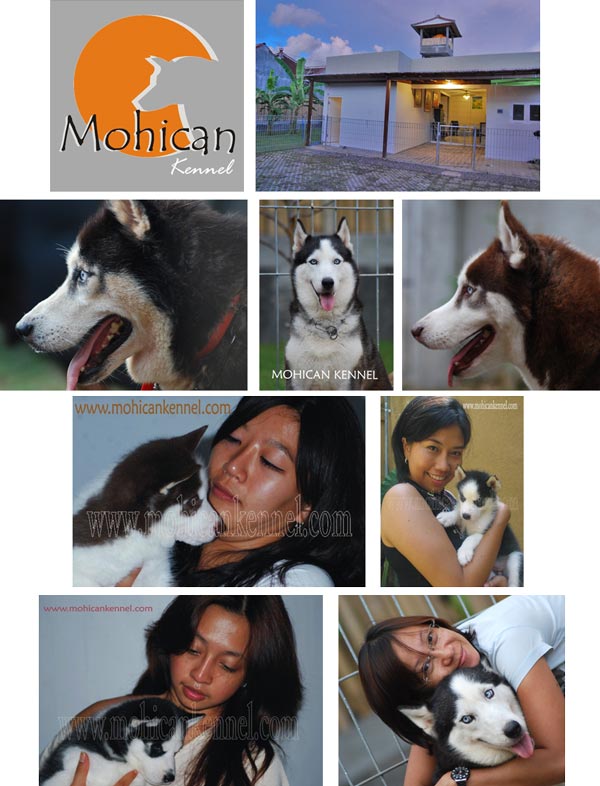 Mohican Siberian Husky Kennel