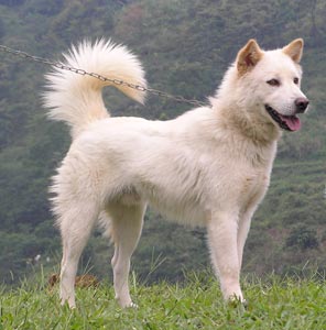 Pameran Anjing Kintamani-Bali