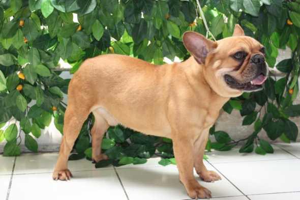 Crazy Bull's Bobby Brown