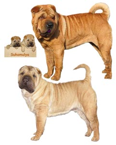 Anjing ChineseShar-Pei
