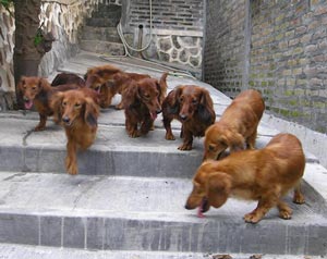 THE HAAGEN DASZ KENNEL