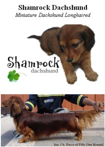 Shamrock Dachshund