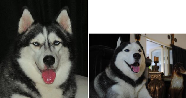 Siberian Husky Hilang Di Menteng Jakarta Pusat