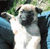 Garis keturunan Malinois, kaitannya dengan Dog Sport dan Working Dog
