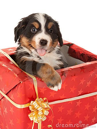 Anjing Bukanlah Hadiah