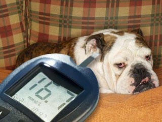 Gejala Diabetes Pada Anjing