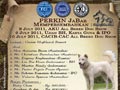 Perkin Jabar International All Breed Dog Show