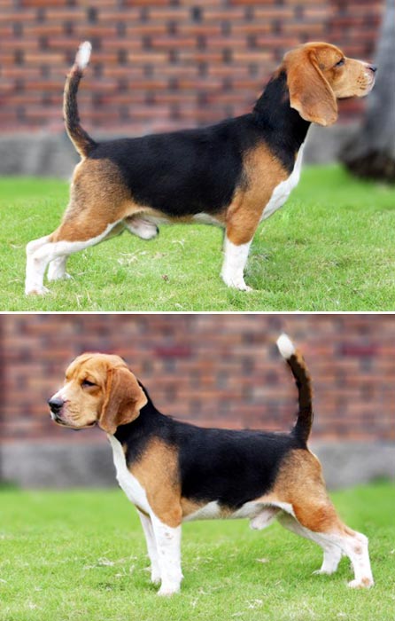 Triple Two's Star Martell Of Dandy Hause