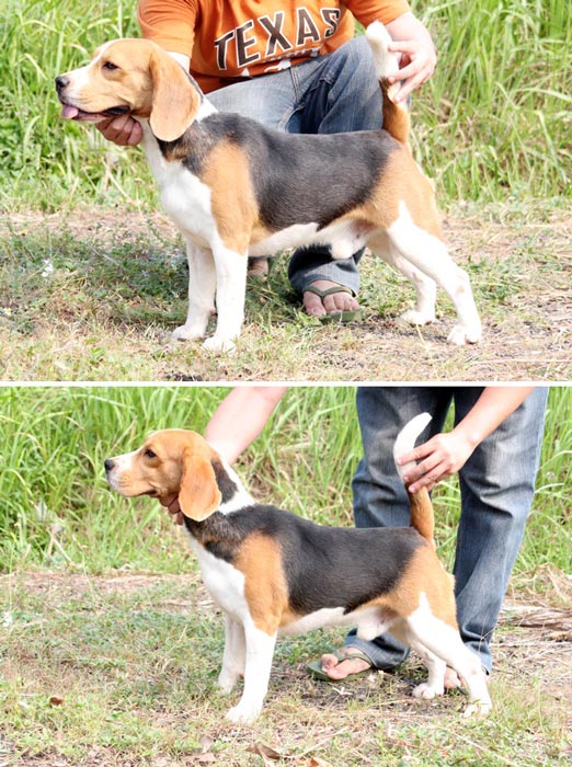 Bolero's Point Of No Return