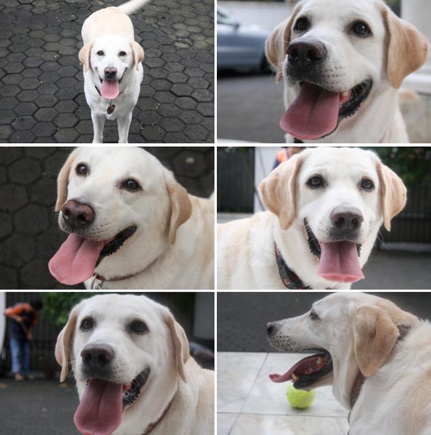 Labrador Hilang Di Menteng