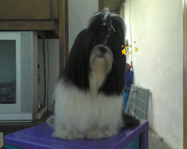 Shih Tzu Betina Hilang (Sudah ditemukan)