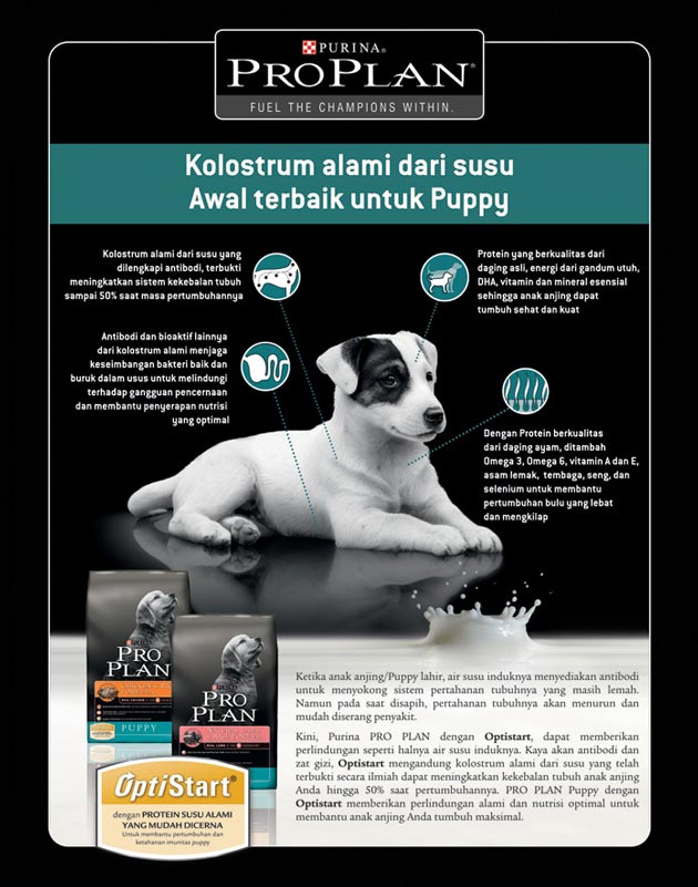 Kolostrum Alami, Awal Terbaik Untuk Anak Anjing Anda