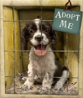 Adopsi, Adopsi dan Adopsi