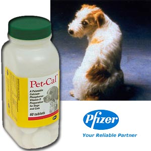 Diet untuk Anjing Tua (senior dog)