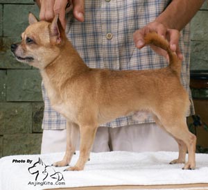 INA.CH.Lambrou Mighty Mouse