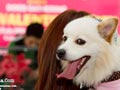 Valentinan Bareng Doggie Kesayangan