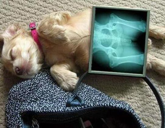 Manfaat Minyak Ikan Untuk Osteoarthritis