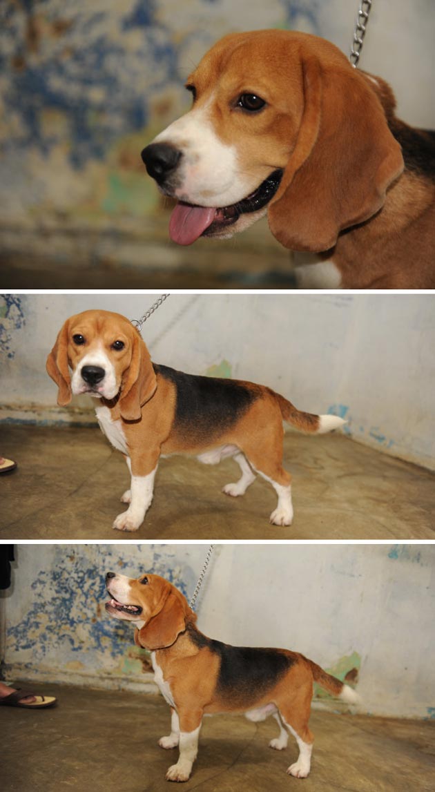 Maximus Dinasty Who's The Bos