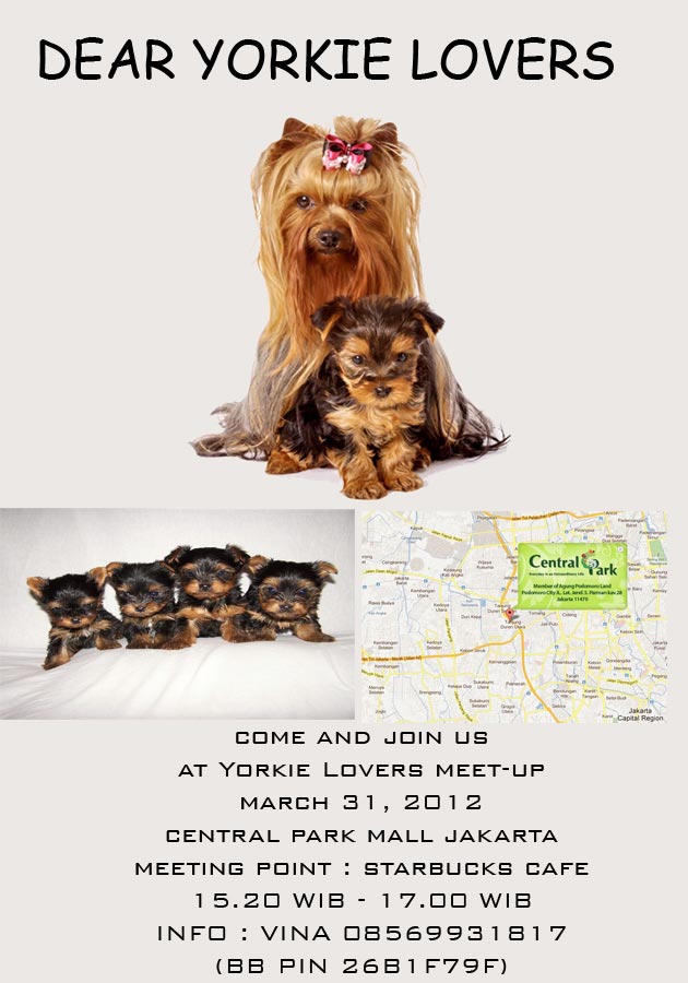 Yorkie Lovers Meet-Up (Dogs Gathering)