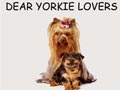 Yorkie Lovers Meet-Up (Dogs Gathering)