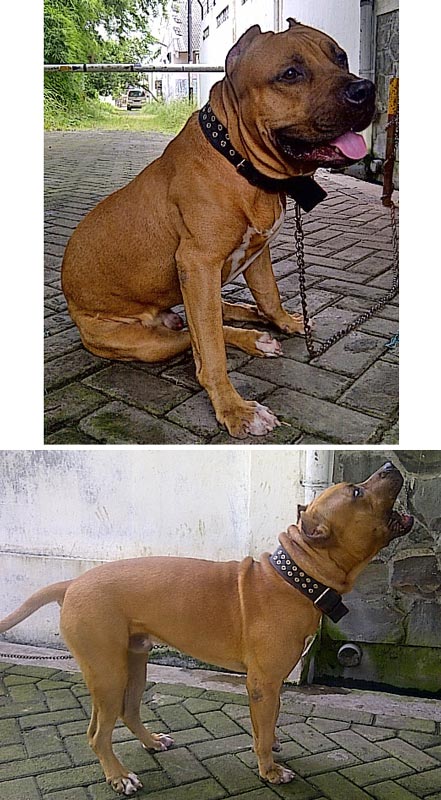 (Sudah Diketemukan) Pit Bull Hilang Di Semarang