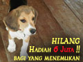 Beagle No Tato N2M03, Hilang. Hadiah Rp.6 Juta !! bagi yang menemukan