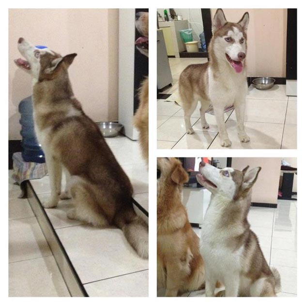 Telah Hilang Siberian Husky Betina