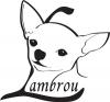 Lambrou Chihuahuas