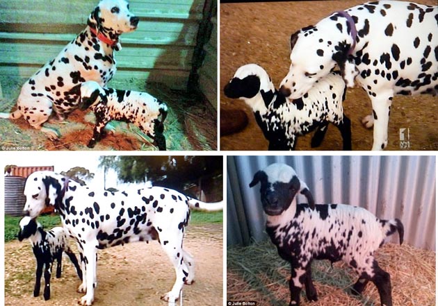 Seekor Dalmatian Mengadopsi Anak Domba