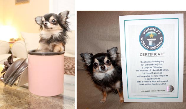Bebe, Model Anjing Terkecil Didunia