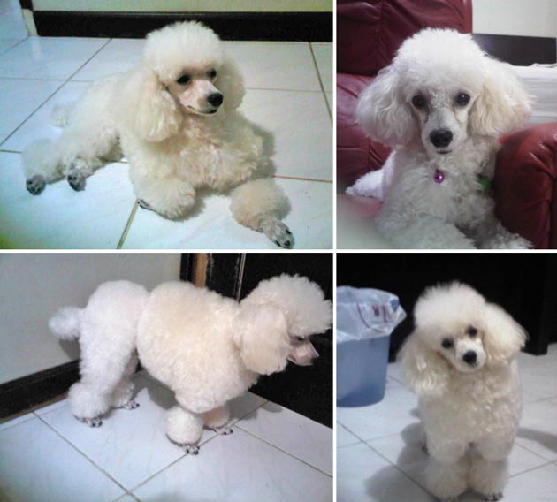Igor of St. Francis Kennel