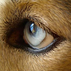 Anjing (Indera Penglihatan)