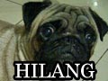 Pug Hilang Di Jatinegara