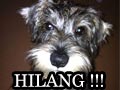 Anjing Hilang Di Dago Pakar - Bandung
