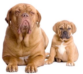 Anak Anjing Atau Anjing Dewasa?