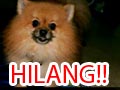 Anjing Pom hilang Dikawasan Pengadilan Kapling Tangerang