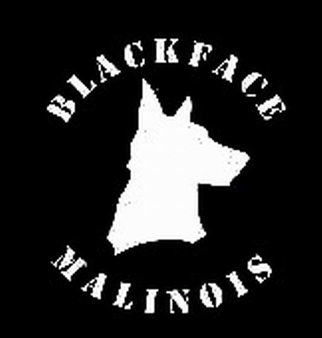 Blackface Malinois