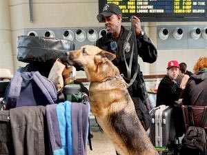 Beli Anjing Pelacak, Rp. 7,5 Milyar