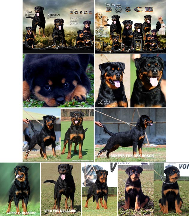 Von Den Bosch Rottweiler