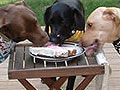 Yappy Hour !!!