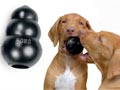 KONG Extreme Untuk Anjing Pitbull