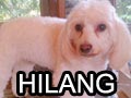 Anjing Hilang Di Puri Indah