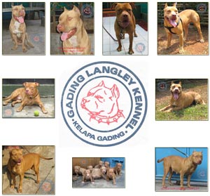 GADING LANGLEY KENNEL
